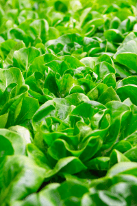 Butter Crunch Butterhead Lettuce
