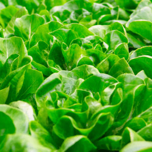 Butter Crunch Butterhead Lettuce