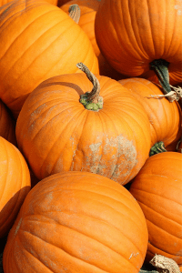 Jack-o-Lantern Pumpkin