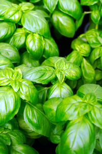 Large Leaf Basil