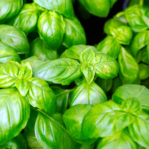 Large Leaf Basil