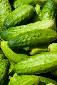 Pickling Cucumber