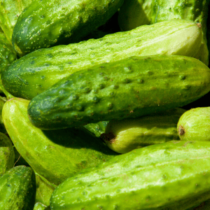 Pickling Cucumber