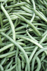 Provider Green Bush Beans