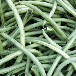 Provider Green Bush Beans