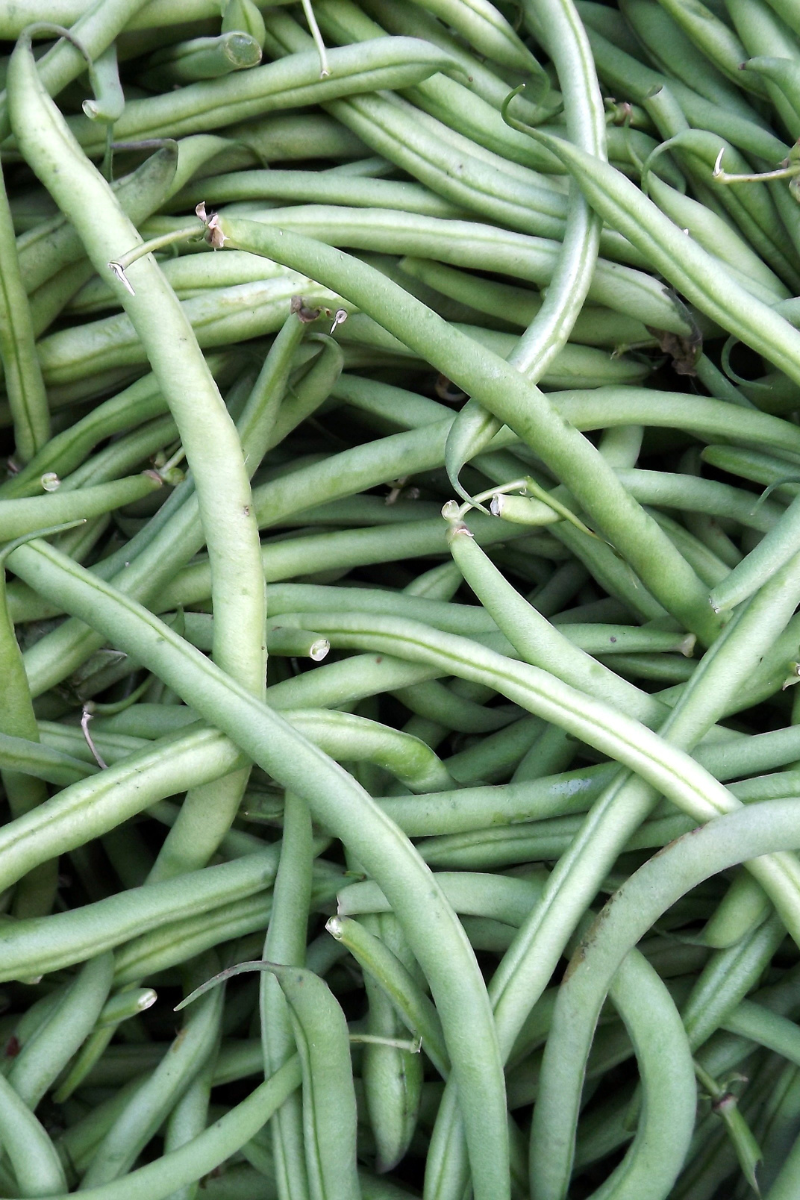 Provider Green Bush Beans