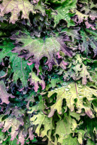 Red Russian Kale