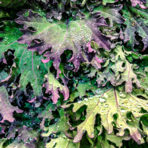 Red Russian Kale