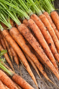 Scarlett Nantes Carrot