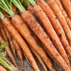 Scarlett Nantes Carrot