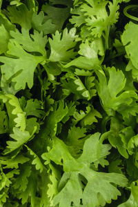 Coriander (Cilantro)