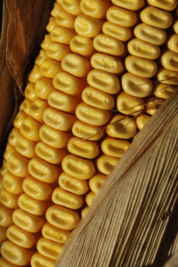 Yellow Dent Corn