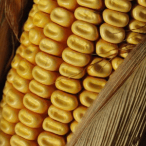 Yellow Dent Corn