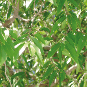 Chinese Elm (Ulmus parvifolia)