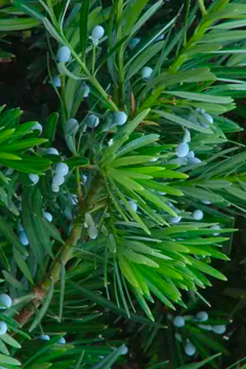 Southern Yew (Podocarpus macrophyllus)