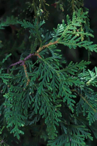 Red Cedar (Juniperus virginiana)