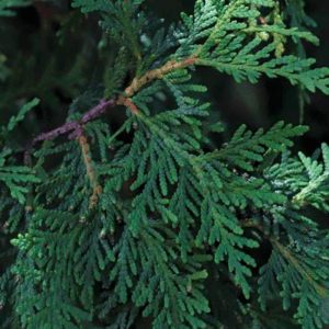 Red Cedar (Juniperus virginiana)