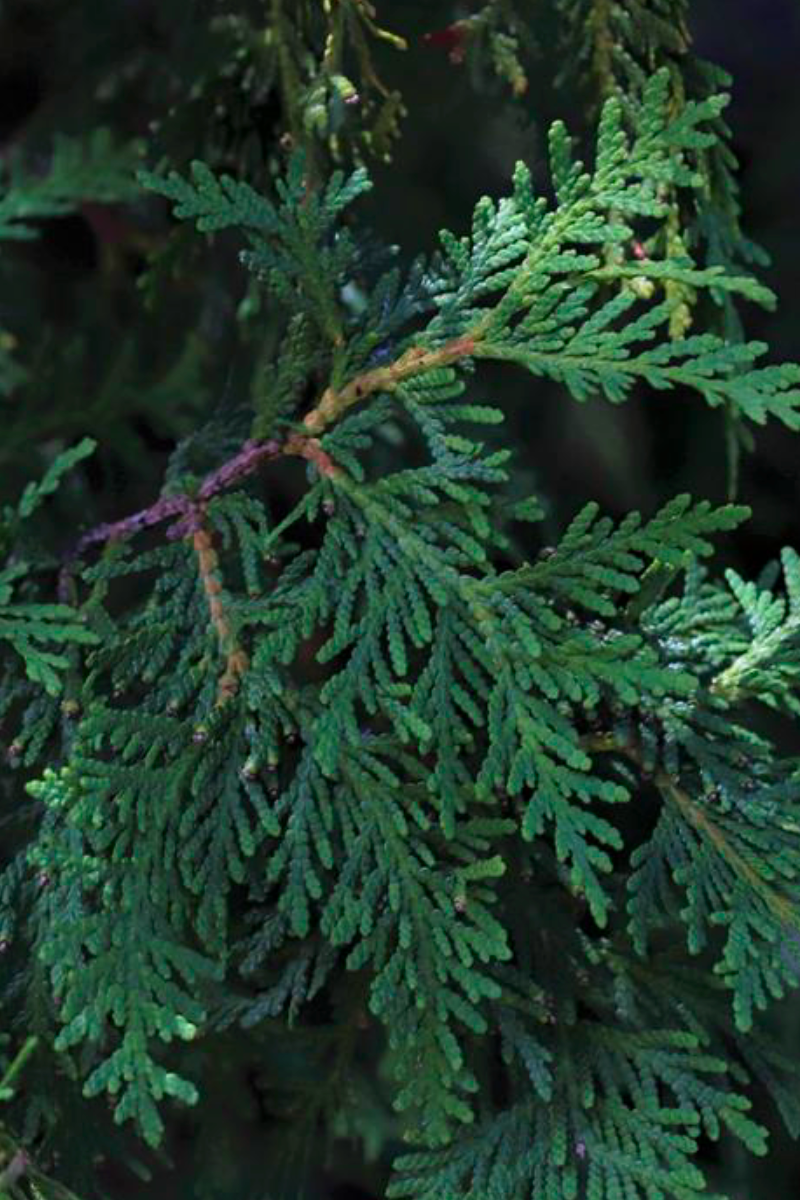 Red Cedar (Juniperus virginiana)