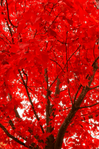 Japanese Maple (Acer palmatum)