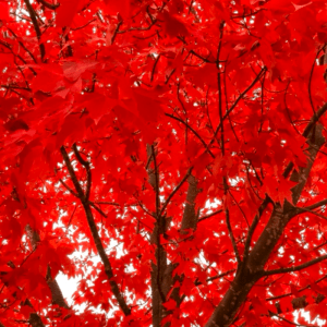 Japanese Maple (Acer palmatum)