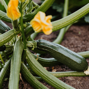 Dark Green Zucchini Squash Seeds